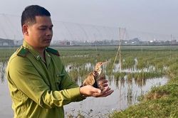 H&agrave; Nội: Tăng cường bảo vệ động vật hoang d&atilde; nguy cấp, qu&yacute; hiếm