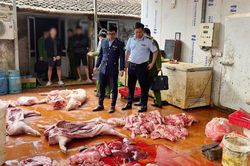 Hưng Y&ecirc;n: Điều tra vụ gần 1 tấn thịt lợn nhiễm dịch tả ch&acirc;u Phi, lợn bệnh 'su&yacute;t' đưa ra thị trường