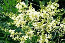 Loại nụ hoa quen thuộc chứa rutin tốt cho mạch m&aacute;u, b&aacute;c sĩ lưu &yacute; kh&ocirc;ng n&ecirc;n d&ugrave;ng theo 'truyền miệng'