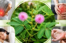 Cây xấu hổ có tác dụng chữa bệnh gì?