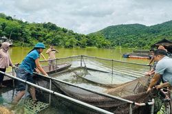 Cá trên sông Lam tiếp tục chết, thiệt hại hơn 2,7 tấn sau gần 2 tháng