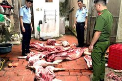 Phát hiện gần 1 tấn thịt lợn nghi nhiễm dịch tả lợn châu Phi
