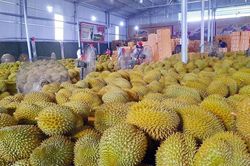 Xuất khẩu sầu riêng hướng tới mốc 4 tỷ USD