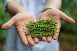 Xuất khẩu 'vàng đen' của Việt Nam: Tăng về lượng nhưng giảm về giá