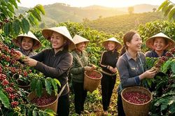 Giá cà phê hôm nay 4.8.2026 giảm nhẹ, cao nhất 96.700 đồng/kg