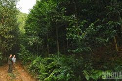 Bộ N&ocirc;ng nghiệp v&agrave; M&ocirc;i trường th&uacute;c đẩy ph&aacute;t triển 1 triệu ha rừng trồng gỗ lớn đến năm 2030