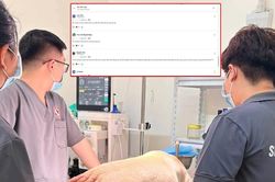 Th&uacute; cưng tử vong sau phẫu thuật, ph&ograve;ng kh&aacute;m nhận 'b&atilde;o' 1 sao
