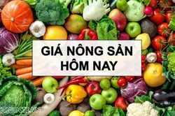 Giá nông sản hôm nay 4/8/2026: Giá cà phê trong nước vững ở mức cao, động lực đẩy cà phê tăng; Nga thu bộn tiền bán nông sản sang châu Phi
