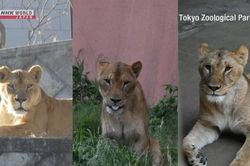 Ba con sư tử tại vườn thú Tokyo tử vong nghi do sốc nhiệt