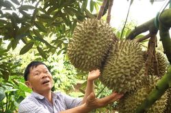 Để nông sản tỷ đô không vỡ trận xuất khẩu - Kỳ 2: Lộ 'miếng bánh' béo bở