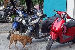 Phạt đến 2 triệu đồng, chó thả rông vẫn 'nhông nhông' ngoài đường và công viên
