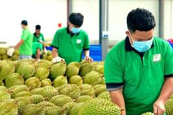 Cấp mã số vùng trồng: Chuyển từ 'xin - cho' sang tự chịu trách nhiệm