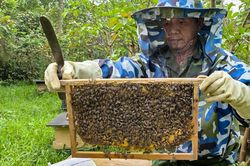 Giá mật ong giảm hơn một nửa sau 10 năm, người dân vùng cao Quảng Trị lao đao