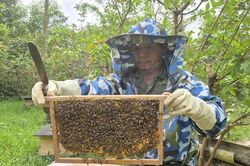 Giá mật ong giảm hơn một nửa sau 10 năm, người dân vùng cao Quảng Trị lao đao