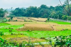 Dùng đất nông nghiệp kết hợp kinh doanh có phải nộp thuế phi nông nghiệp?