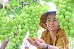 Phó Bí thư Tỉnh ủy Võ Thị Minh Sinh thăm mô hình nông nghiệp ứng dụng công nghệ cao ở Phủ Quỳ