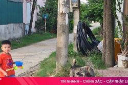 Tình trạng chó thả rông: Tăng mức phạt, người nuôi vẫn thờ ơ?