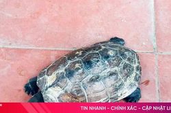 Người dân Hà Tĩnh tự nguyện giao nộp cá thể rùa đầu to quý hiếm