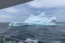 Twillingate - điểm hẹn ngắm băng trôi và cá voi ở Canada