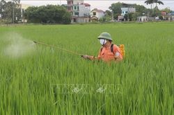 Kiểm soát thuốc bảo vệ thực vật để nâng chuẩn nông sản xuất khẩu