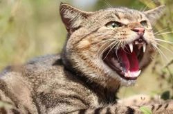 Nghiên cứu mới chỉ ra thủ phạm đe dọa nghiêm trọng động vật bản địa ở Australia