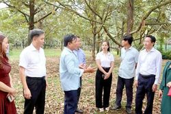 'Cởi trói' để giữ thị trường xuất khẩu sầu riêng