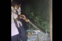 Bắt sống trăn khổng lồ dài 4,5 mét bò vào vườn nhà dân