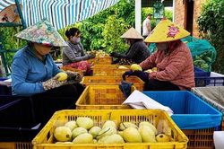 Xoài Đồng Tháp, từ vườn cây đến ngành hàng tỷ đồng