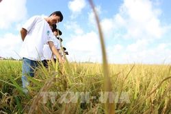 Nhân rộng mô hình lúa phát thải thấp: Hành trình xanh hóa tại Cần Thơ
