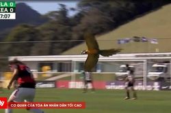Sự cố hy hữu: Một chú Vẹt lao vào sân tấn công cầu thủ ở giải U15 Brazil