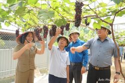 Nông sản hàng hóa mở lối giảm nghèo bền vững nơi miền Tây Nghệ An