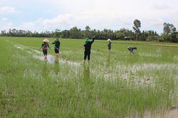 Sản xuất nông nghiệp 7 tháng năm 2026: Gỗ và thủy sản tăng trưởng, lúa thu hẹp diện tích