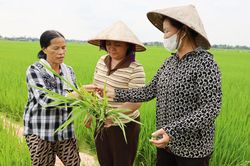 Bắc Ninh: Nhân rộng mô hình canh tác lúa thân thiện với môi trường
