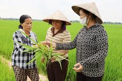Bắc Ninh: Nhân rộng mô hình canh tác lúa thân thiện với môi trường