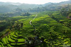 Mùa xanh trên những thửa ruộng bậc thang