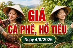 Giá cà phê hôm nay 4/8 giảm, hồ tiêu mất 1.000 đồng/kg