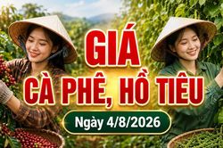 Gi&aacute; c&agrave; ph&ecirc; h&ocirc;m nay 4/8 giảm, hồ ti&ecirc;u mất 1.000 đồng/kg