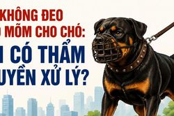 Infographic Không đeo rọ mõm cho chó: Ai có thẩm quyền xử lý?