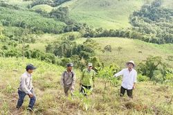 Bộ Nông nghiệp và Môi trường đề nghị các địa phương tăng tốc phát triển rừng gỗ lớn