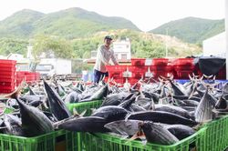 Kiểm soát chặt, xử lý nghiêm vi phạm IUU