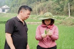 Lào Cai tăng cường điều tra phát hiện và phòng trừ sinh vật hại trên lúa mùa 2026