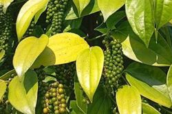 Giá tiêu hôm nay 4/8/2026: Trong nước giữ mức 138.000–141.000 đồng/kg, xuất khẩu tăng mạnh về lượng