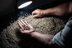 Giá cà phê hôm nay 4/8: Diễn biến trái chiều, robusta tăng nhẹ