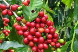 Gi&aacute; c&agrave; ph&ecirc; th&aacute;ng 8 sẽ ra sao sau đợt biến động th&aacute;ng 7?