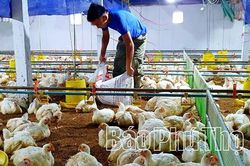 Phát triển chăn nuôi theo hình thức trang trại