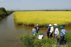 Nuôi tôm càng xanh 'vượt lũ' thích ứng với biến đổi khí hậu