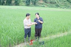 Chăm sóc lúa vụ mùa giai đoạn đẻ nhánh