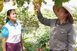 Khởi nghiệp với nông nghiệp xanh