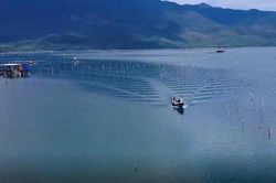 Nuôi hàu treo dây trên đầm Lập An