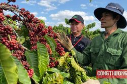 Giá cà phê hôm nay 4/8: Giá Arabica lao dốc khi thời tiết Brazil chuyển biến tích cực
